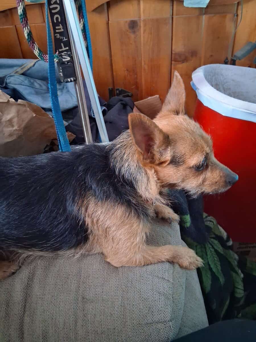 4 yr old female chorkie image 4