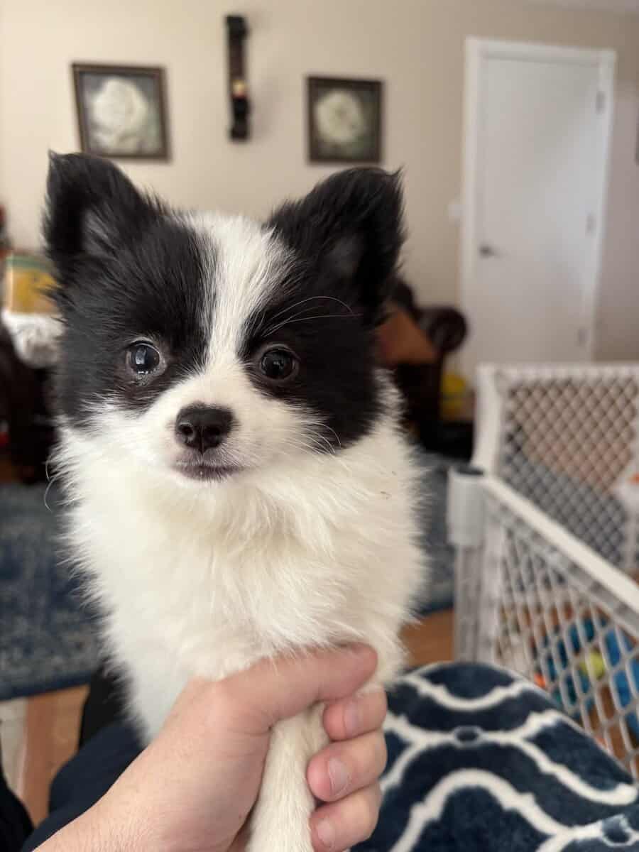 Papillon puppies ( 11 weeks ) image 1