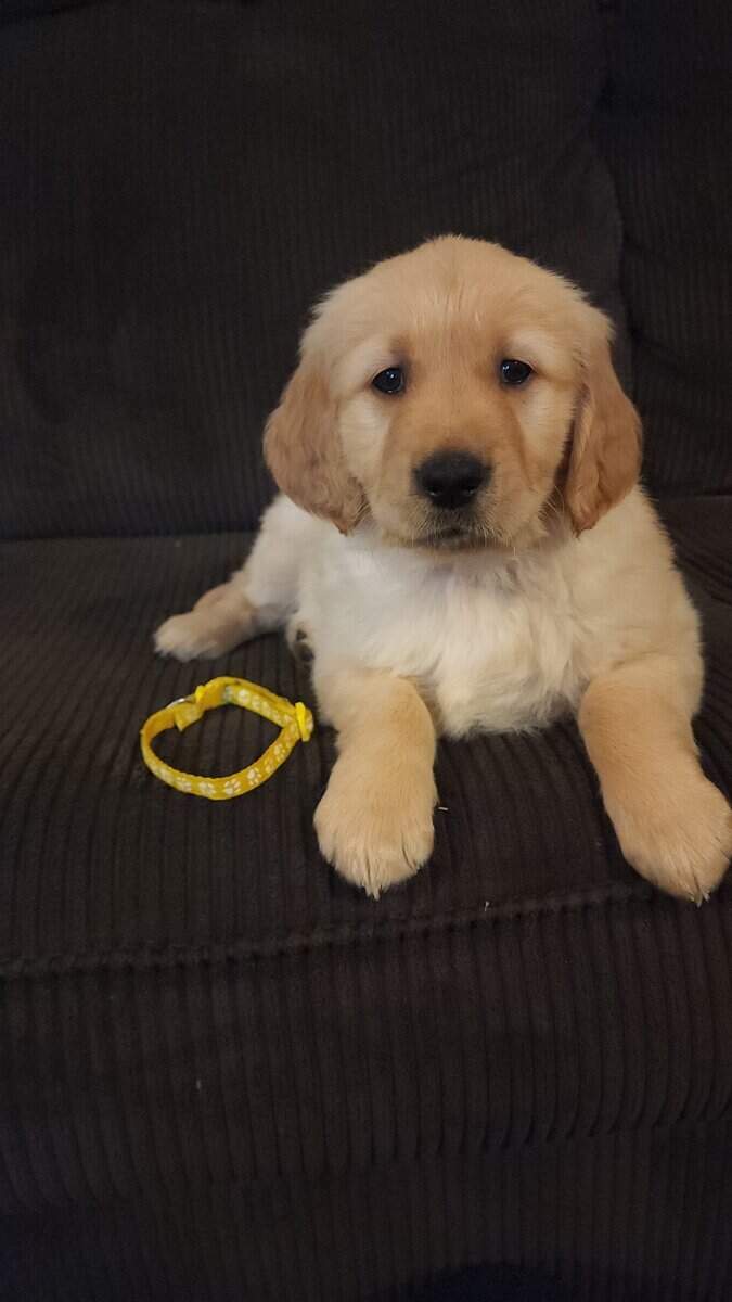 AKC Golden Retriever Puppies image 11