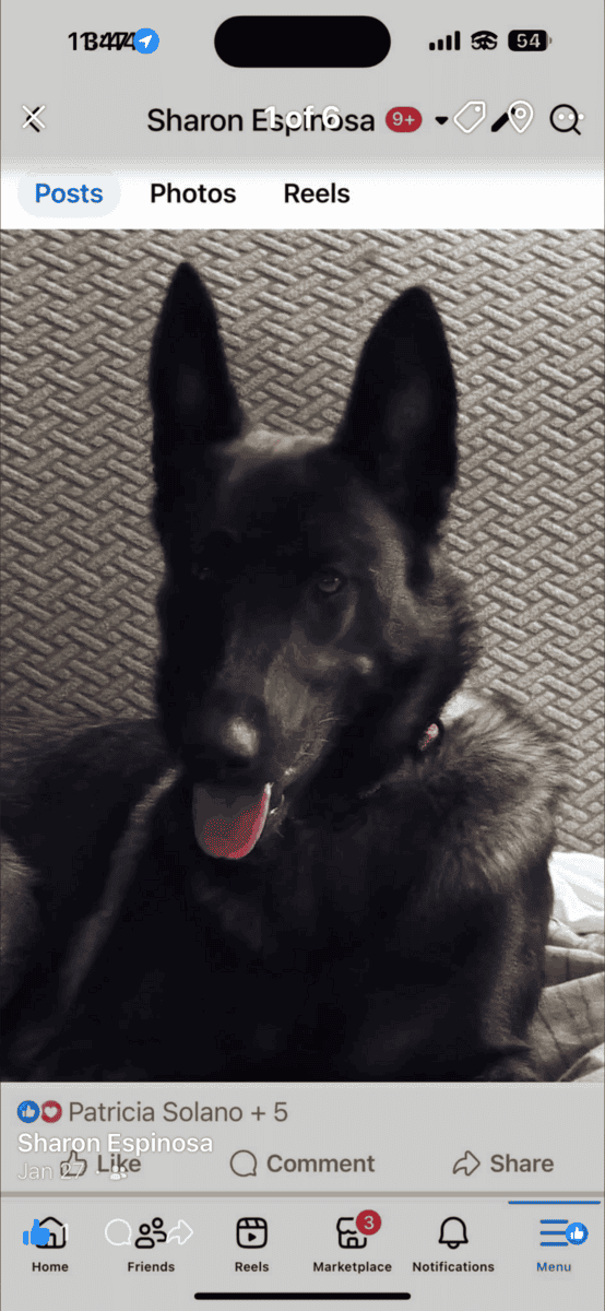 Belgium shepherd / husky mix image 1