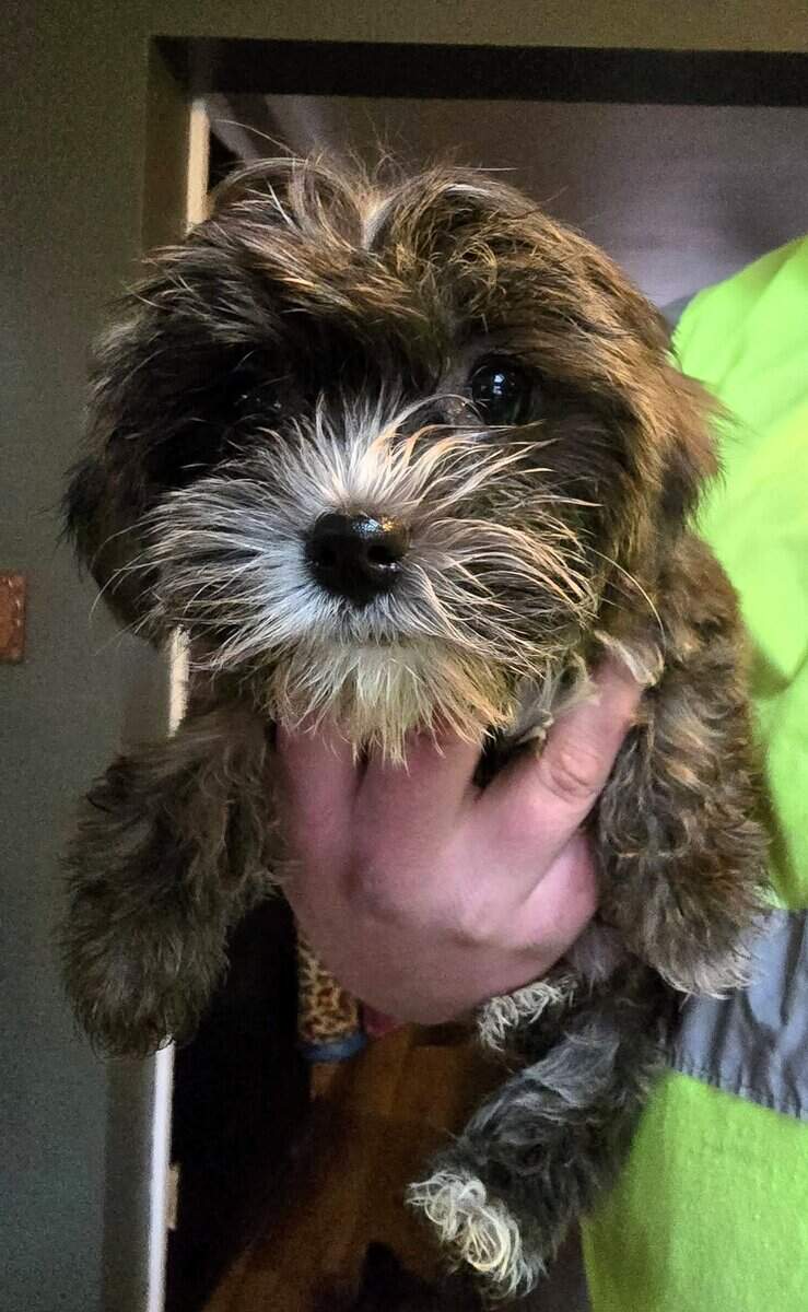 Shorkie male and female puppies image 5