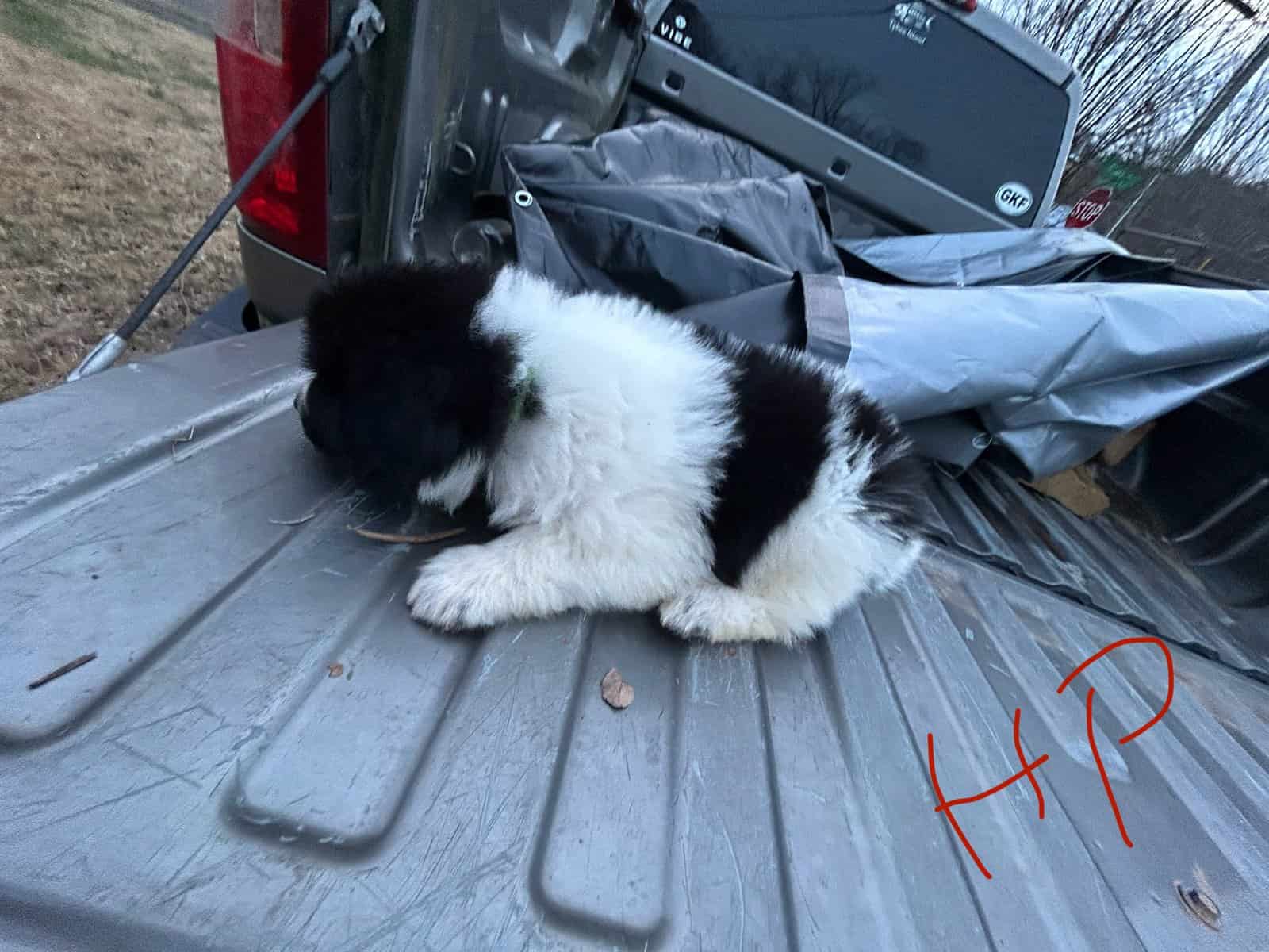 Newfoundland x Great Pyrenees image 8