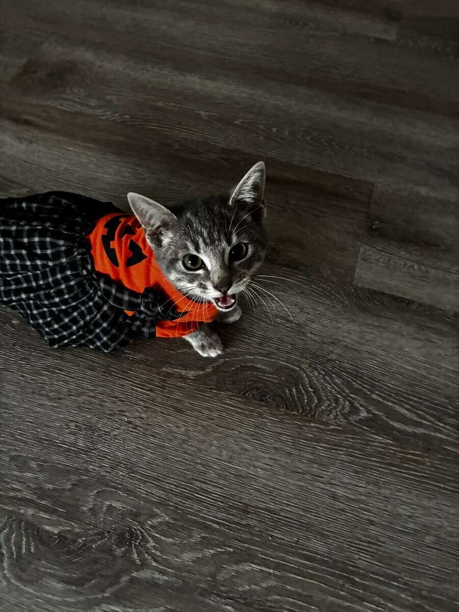 Riah, Female kitten image 2