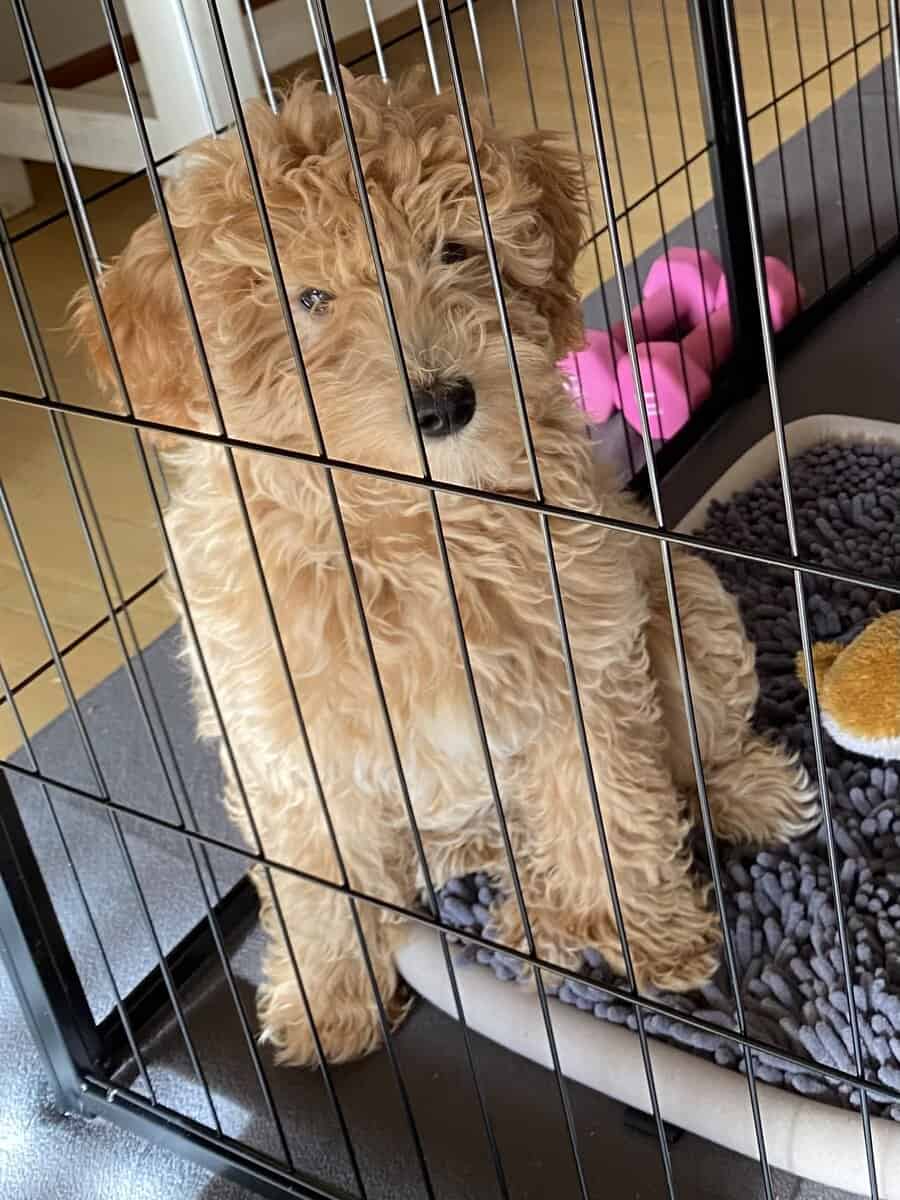 4 month old female mini goldendoodle for sale image 2