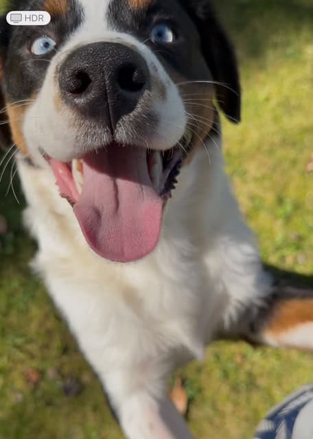 Australian Shepherd Pup for Adoption image 1