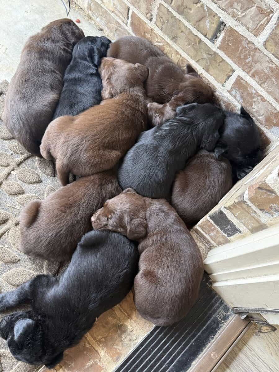 AKC Lab puppies image 1