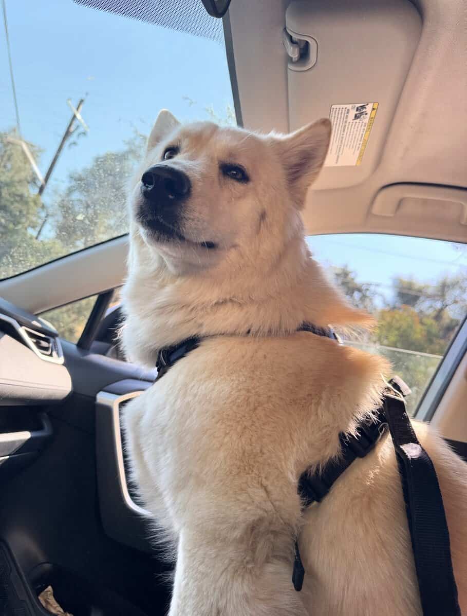 2 1/2-year-old German Shepherd image 2