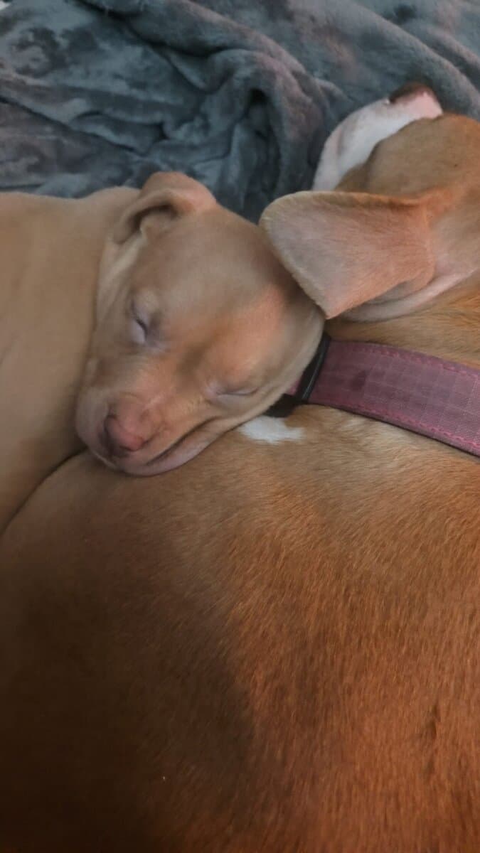 Pittie Puppies for sale image 1