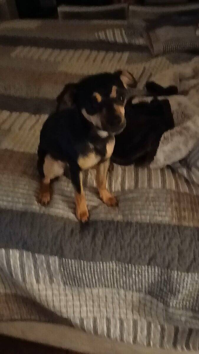 Puppy image 2