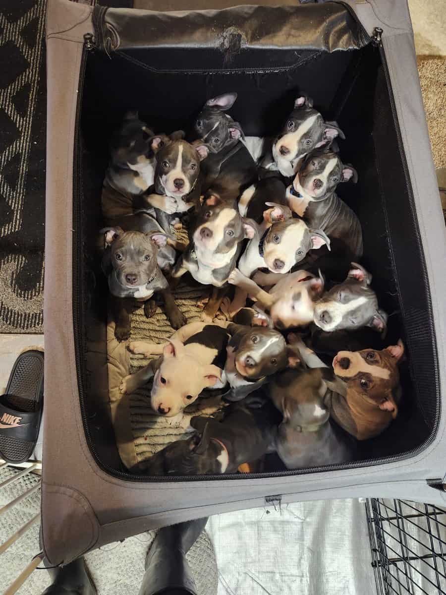 Pitbull puppies image 19