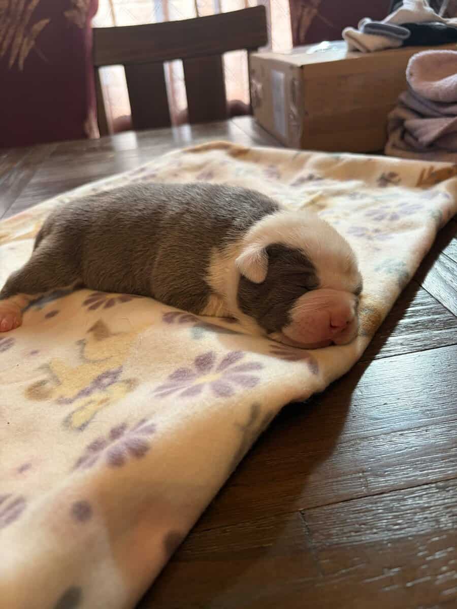 BULLY PUPPIES BULLY PUPPIES image 3