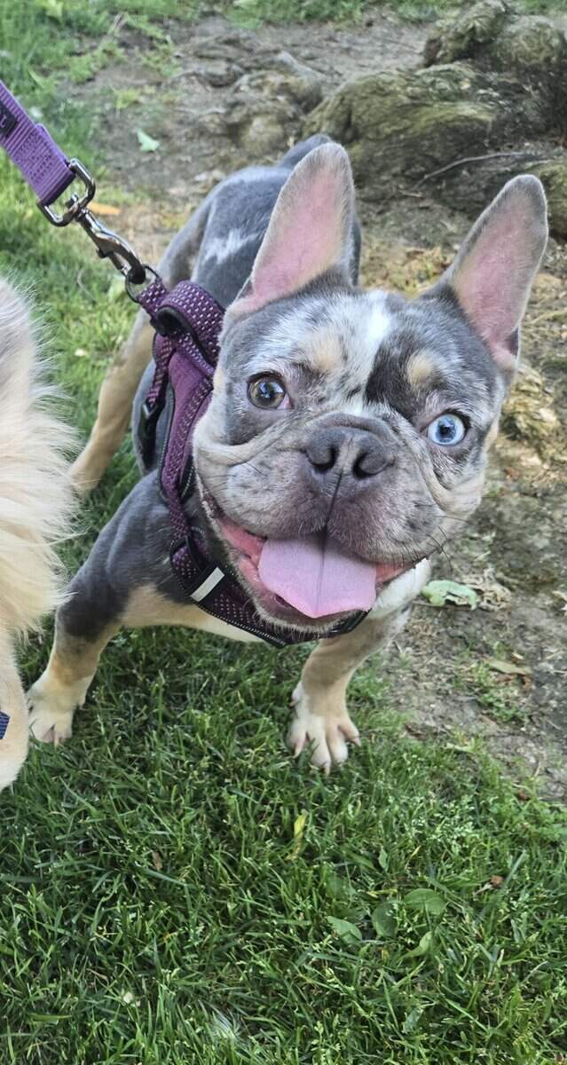 Blue Merle Male Frenchie image 1