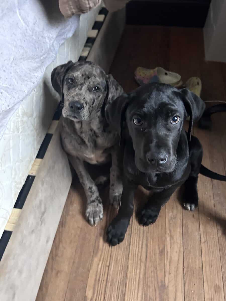 Italian Daniff Puppies image 1