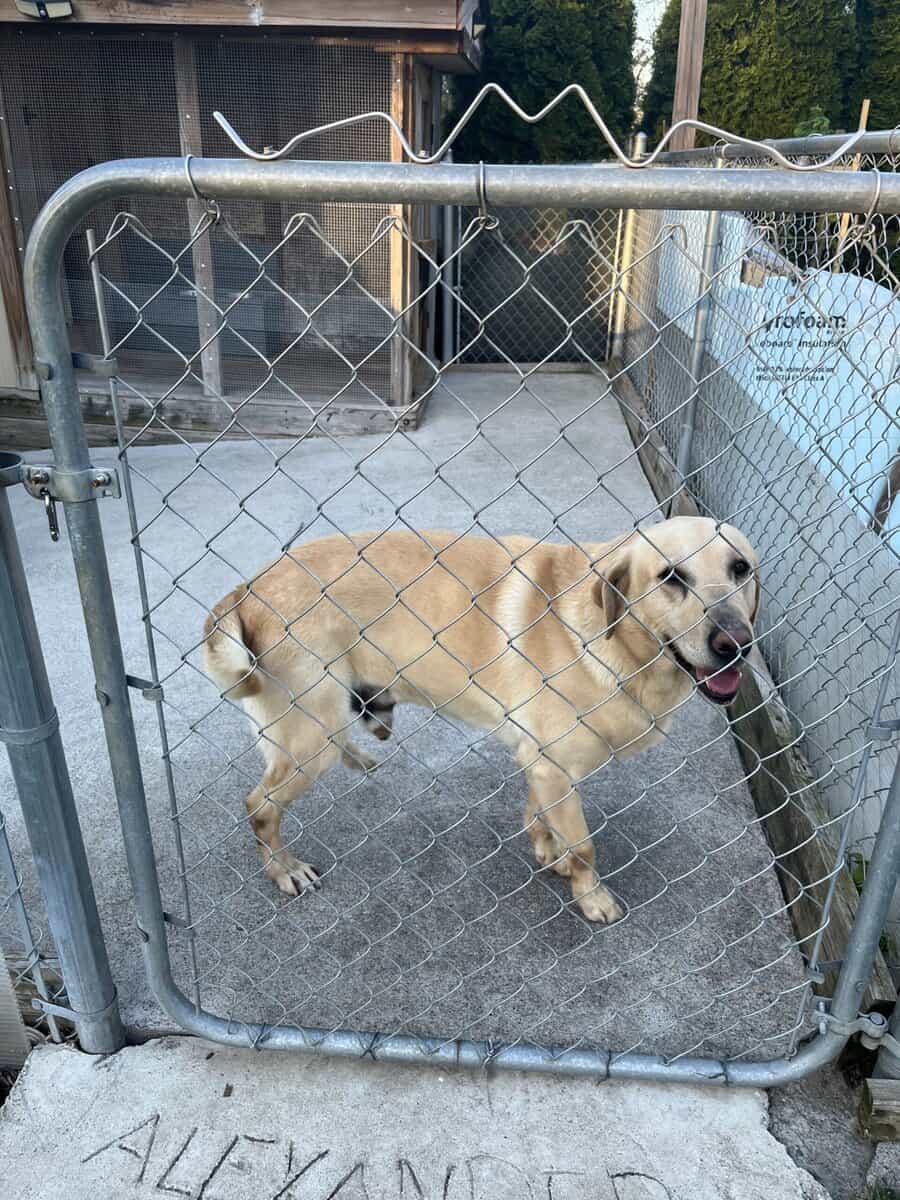 Dog for free image 4