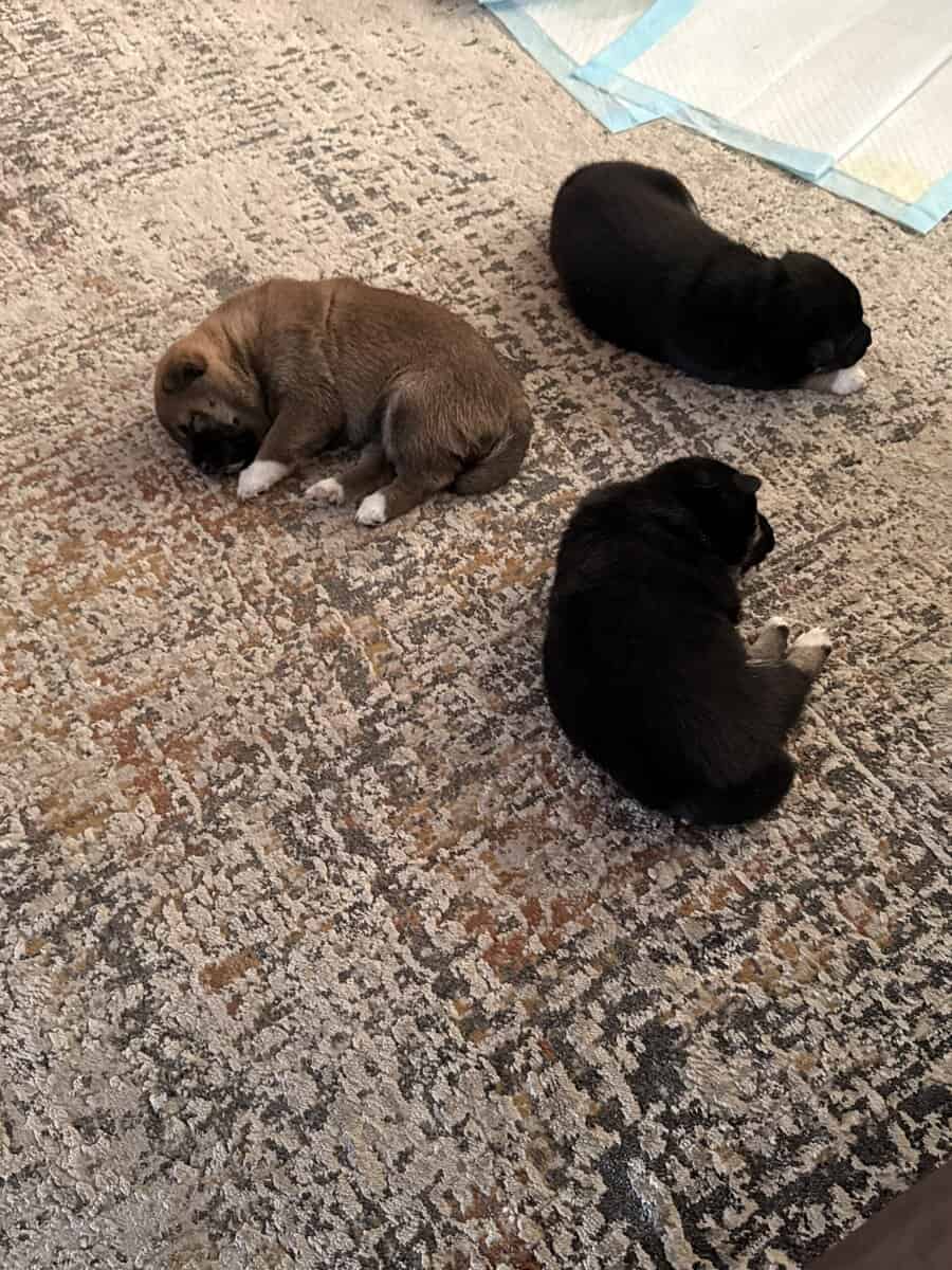 4 female pure bred Shiba Inu puppies - 9 weeks old image 10