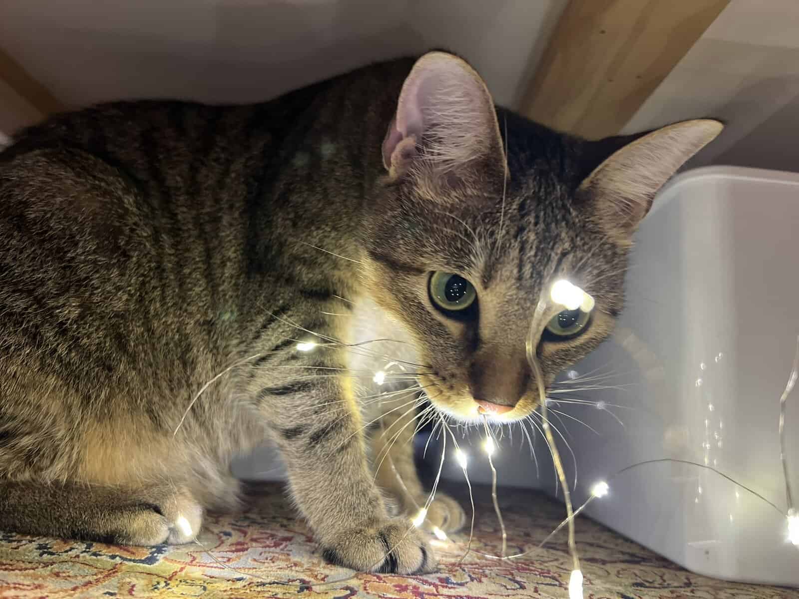 Part Explorer, Part Foodie, 100% Loyal: Meet Baby! image 1