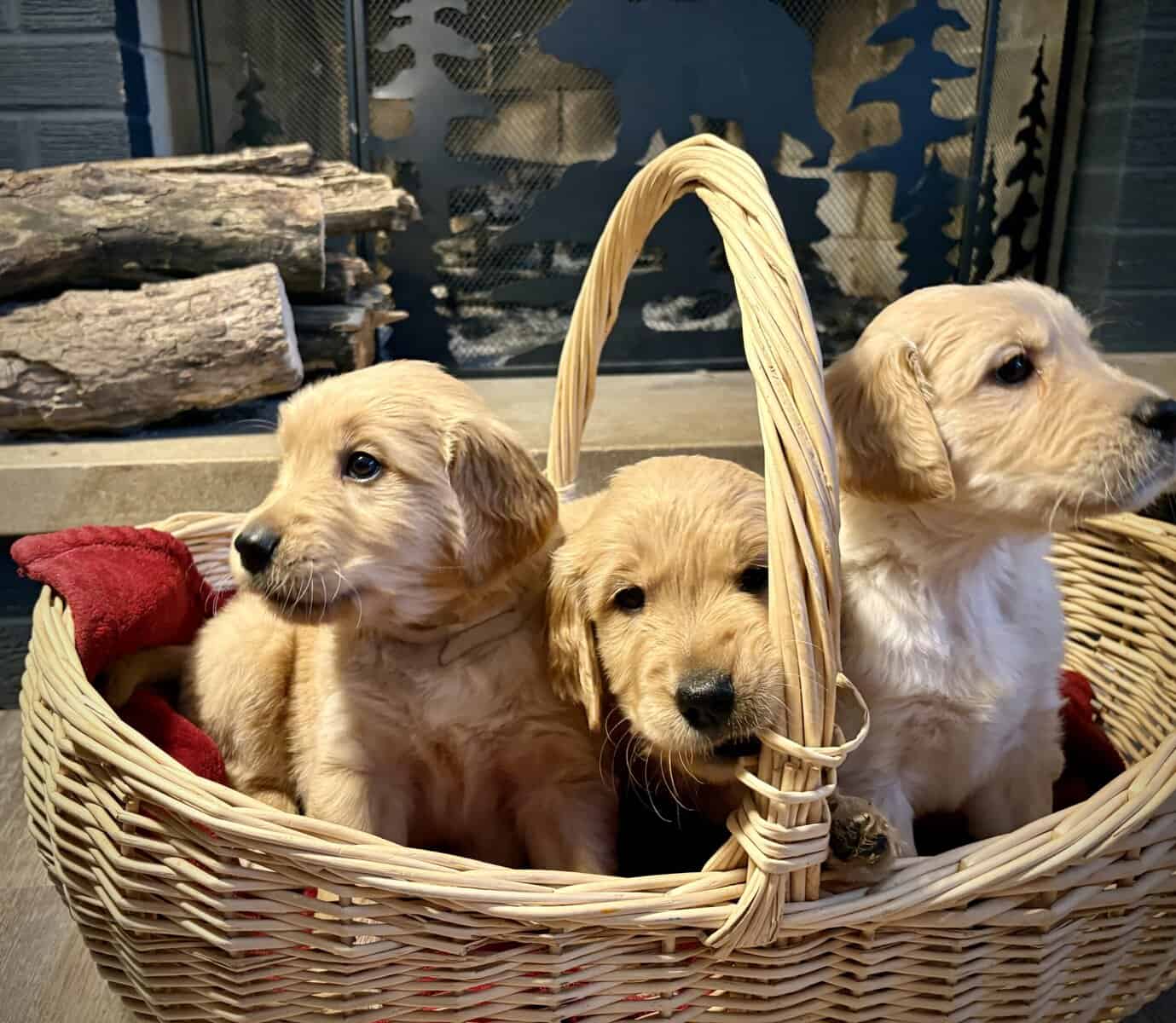 3 AKC GOLDEN RETRIEVER PUPPIES image 5