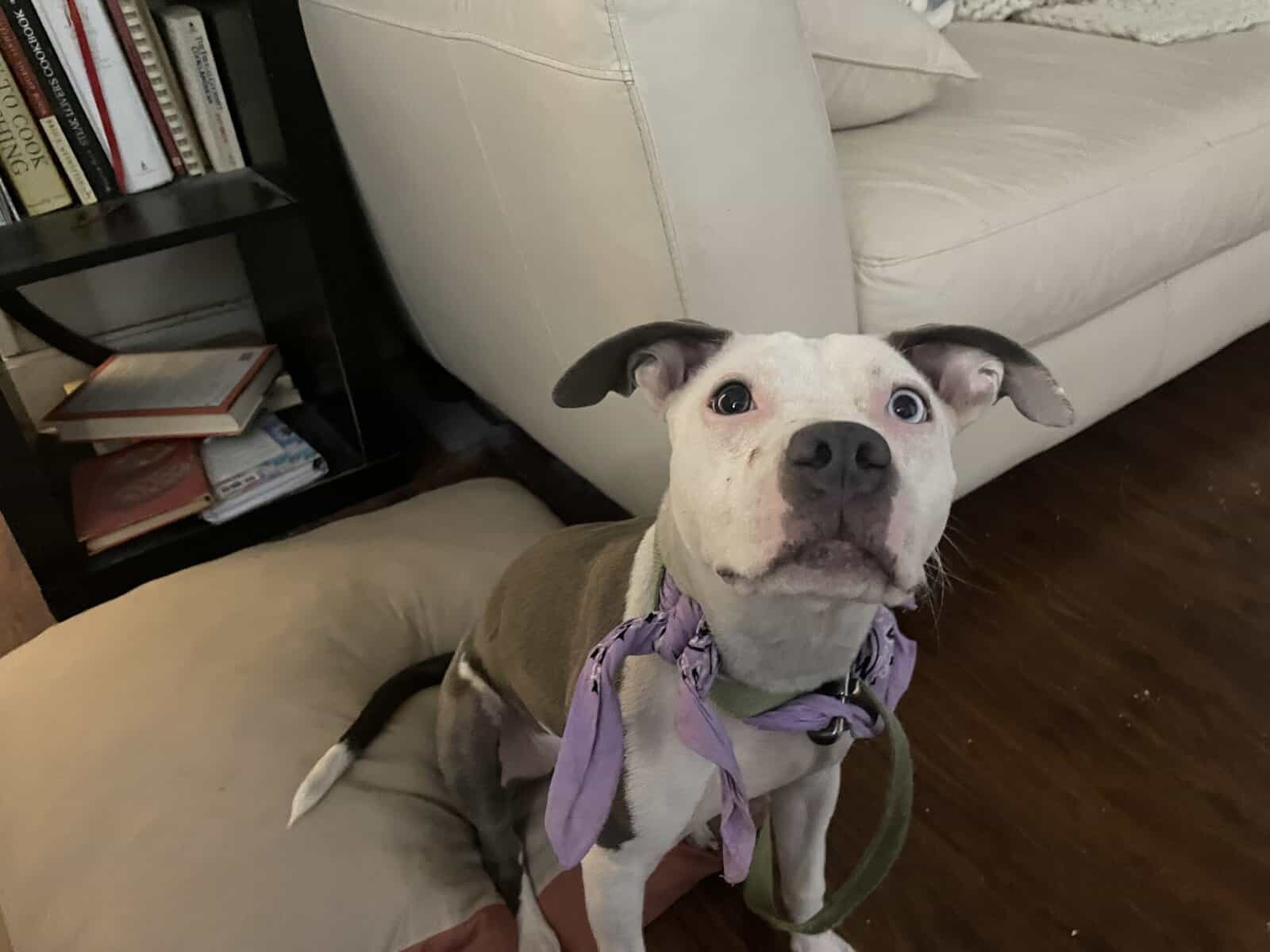 Female bull terrier image 2