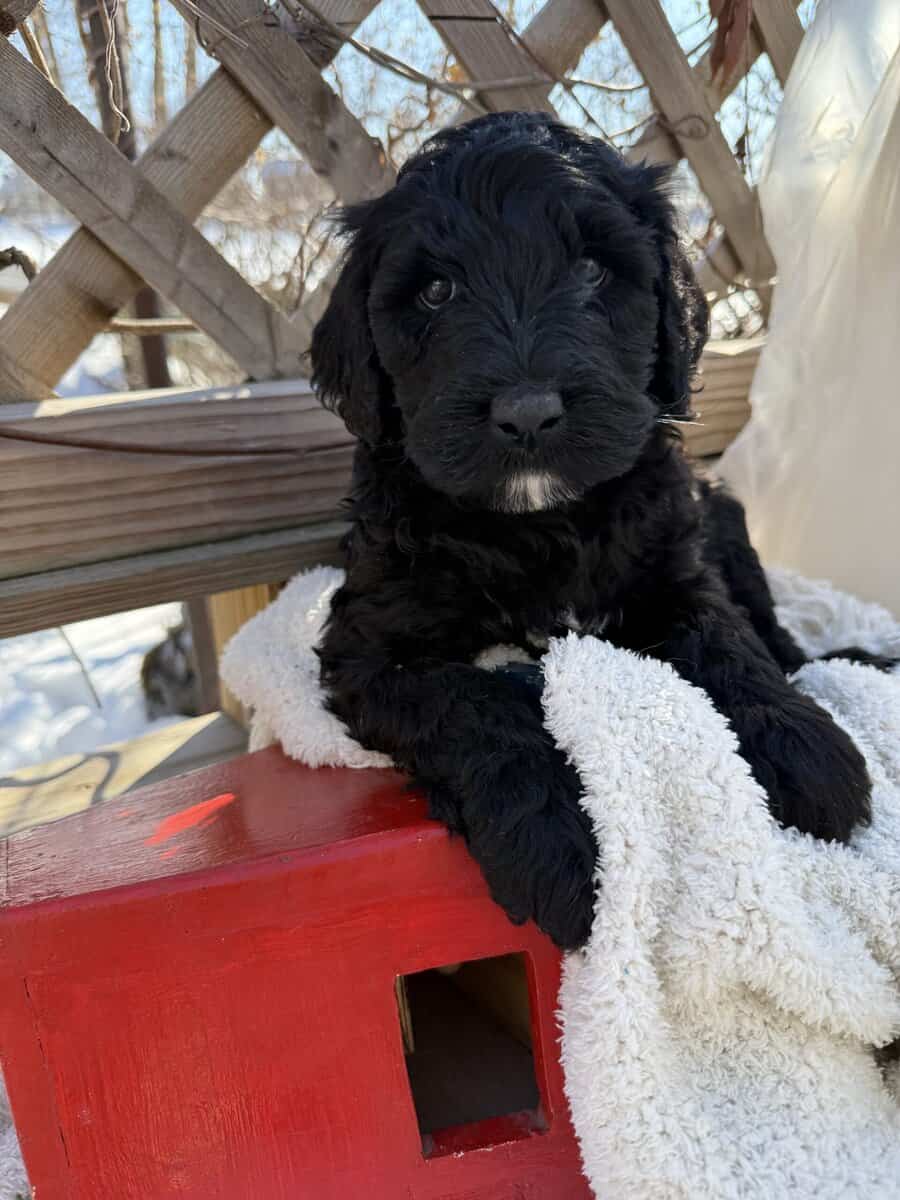 Portidoodle image 4