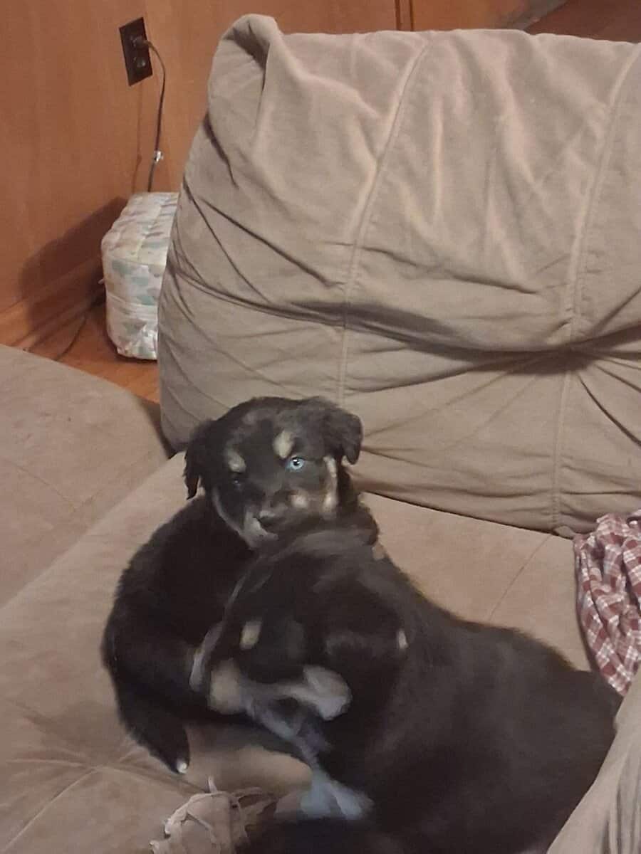 Goberian puppies image 4