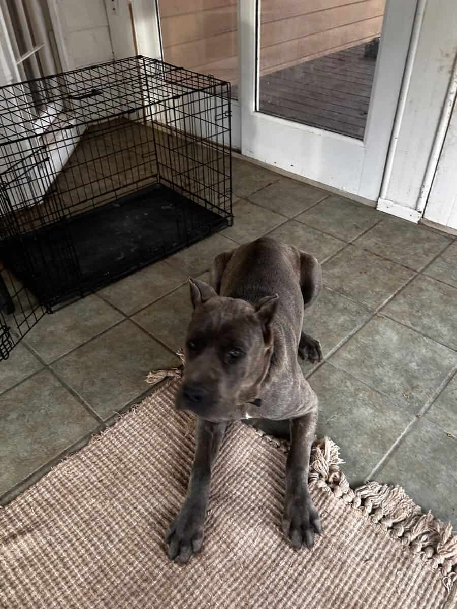Female Cane Corso image 6