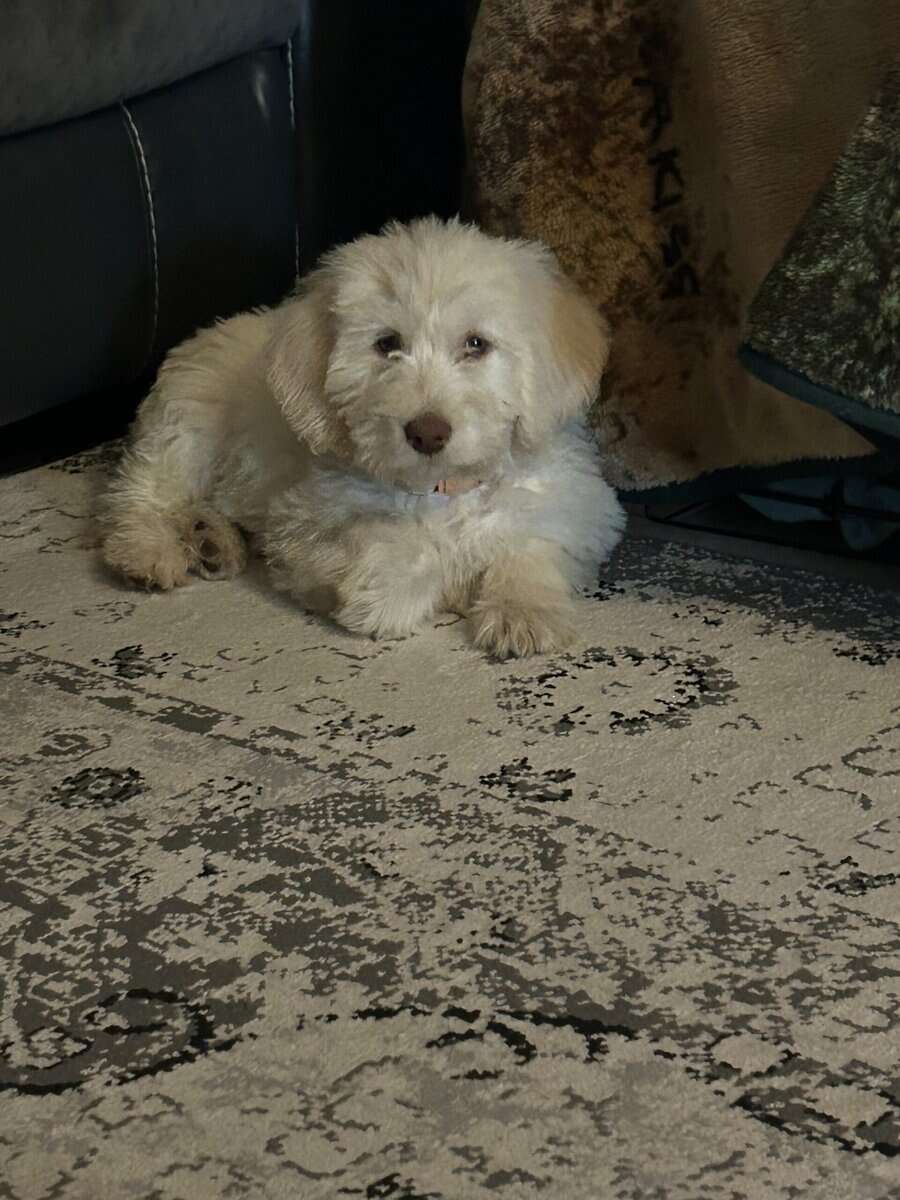 Labradoodle puppy image 7