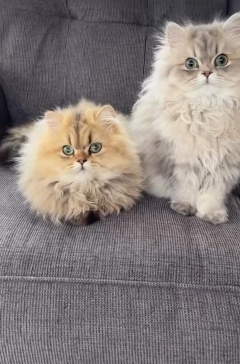 CFA Certified Persian Kittens image 4