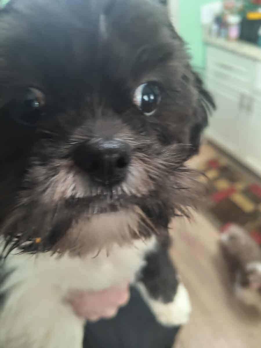 Puppy for sale image 5