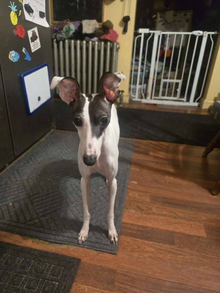Italian greyhound image 3