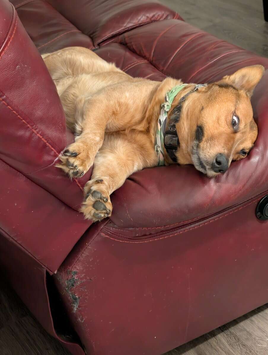 red heeler, 5yr, intact, house trained image 3