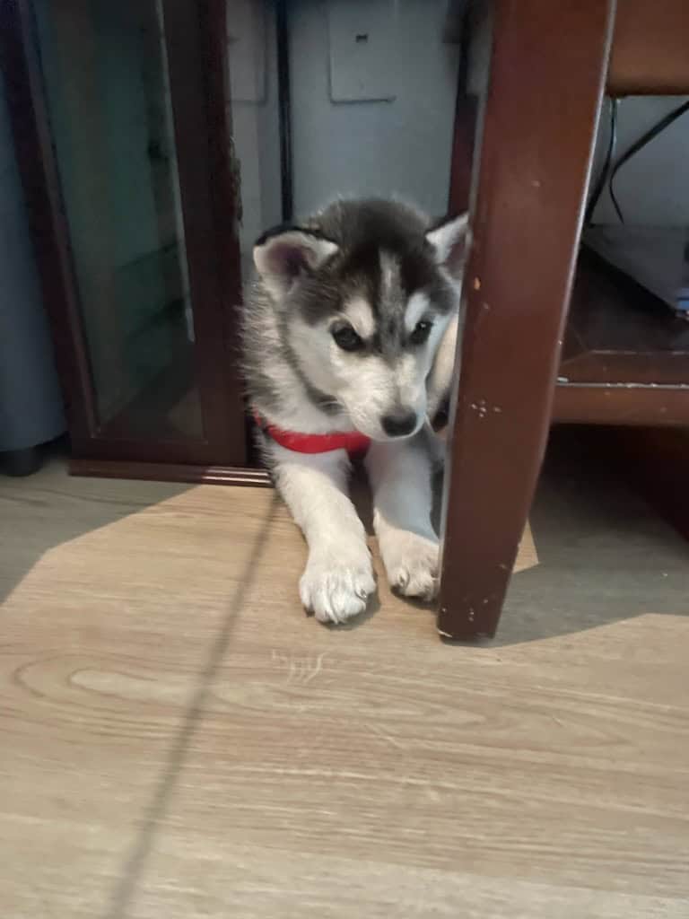 Siberian husky puppies image 1