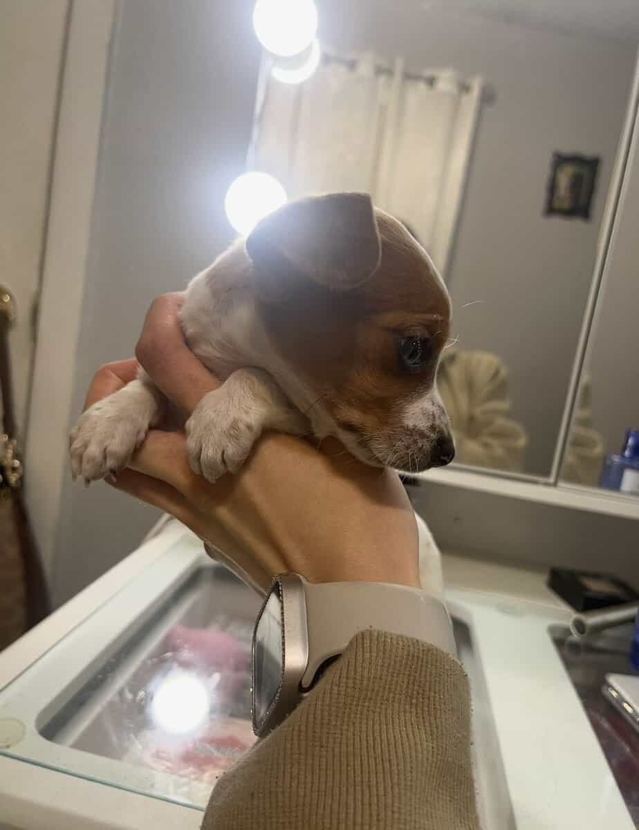 Mini Piebald Dachshund image 3