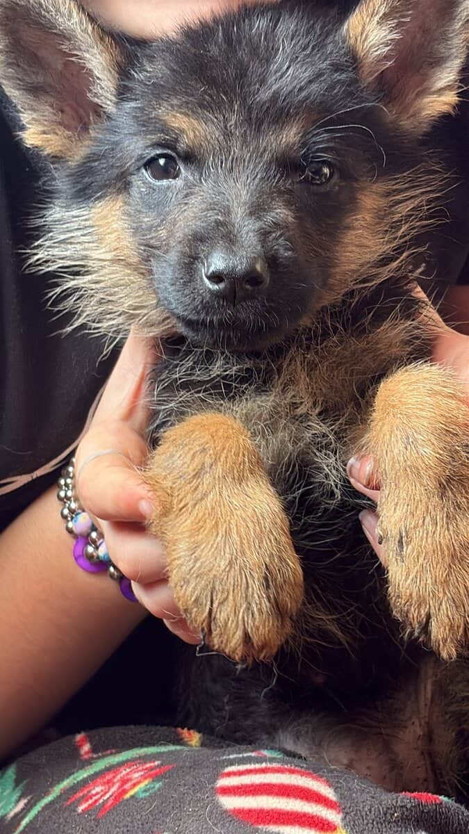 Purebred German Shepherd puppies image 3