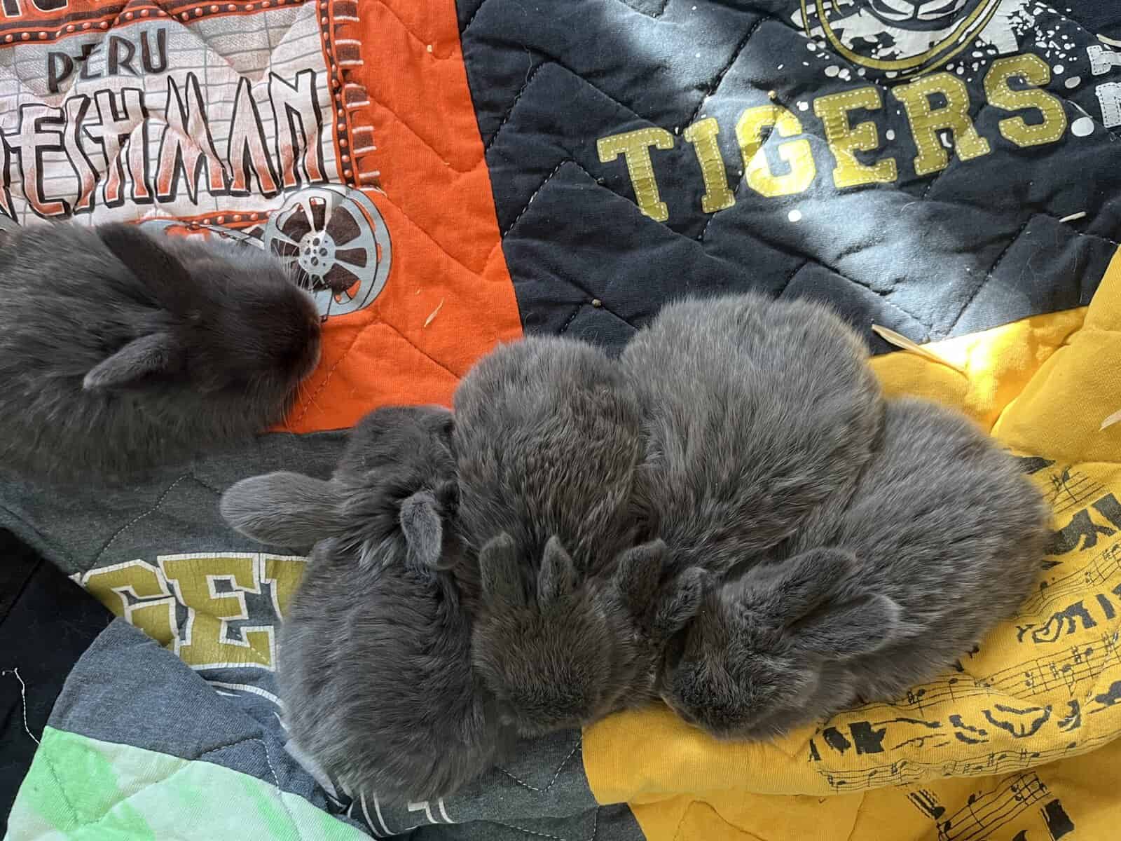 Juvenile holland lop image 2