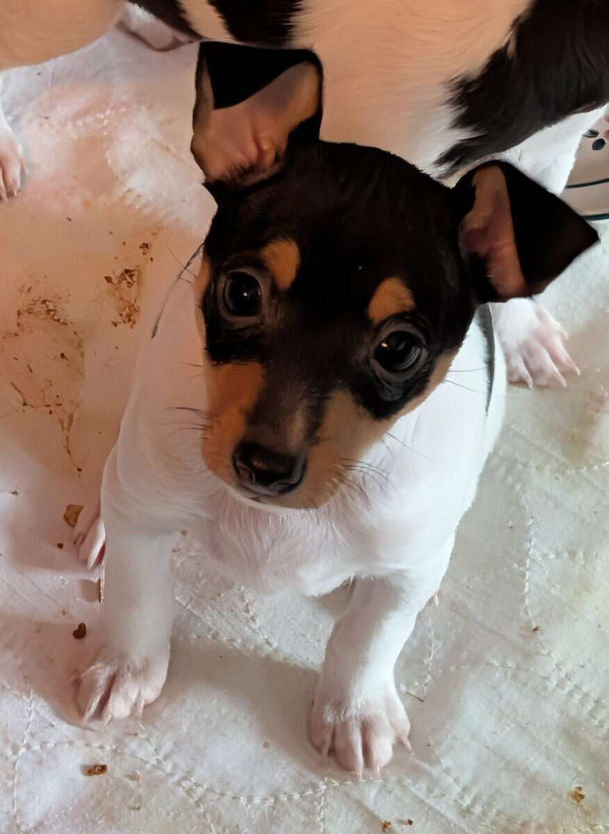 Toy Fox Terrier AKC Registered image 4