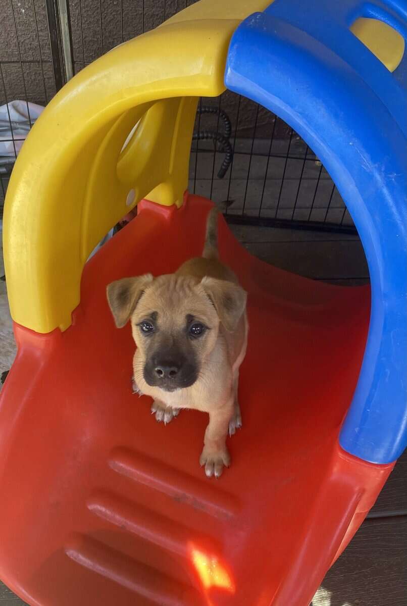 Boxer Black Mouth Cur Mix image 6