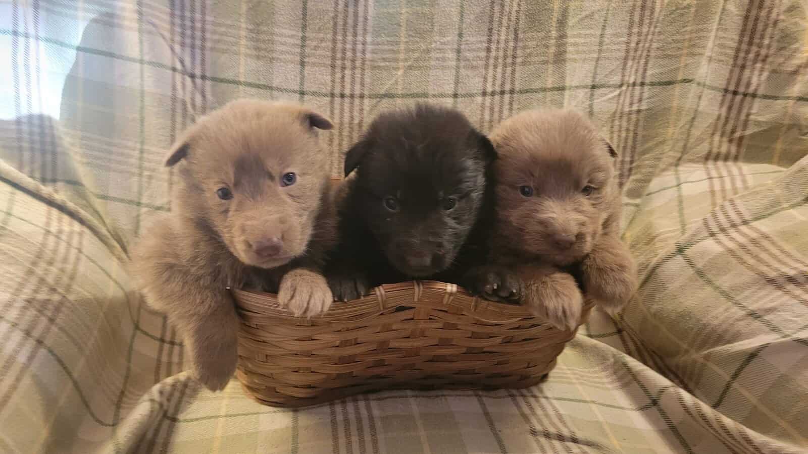 Rehoming AKC, GSD Puppies image 1