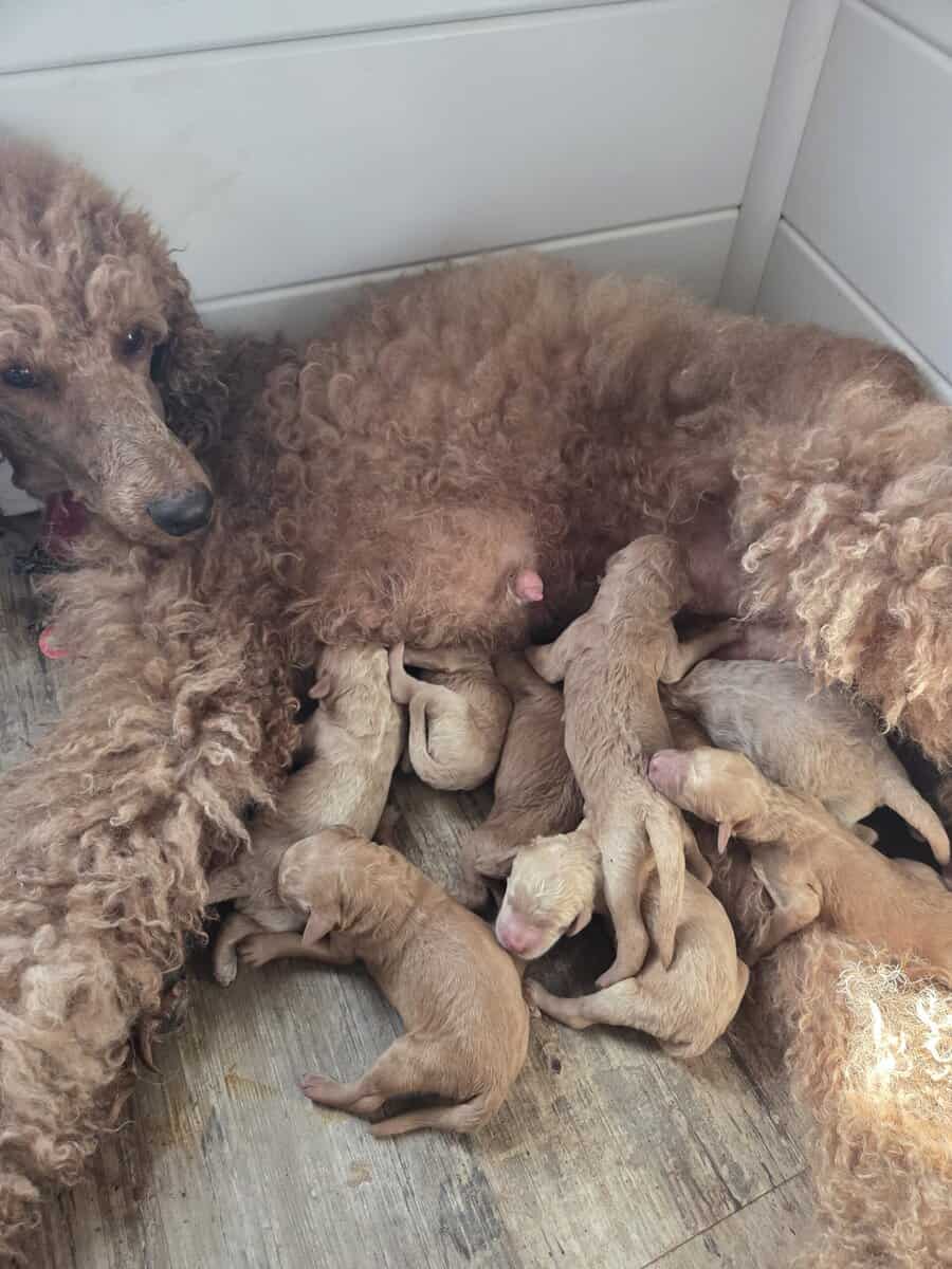 Poodle puppies image 6