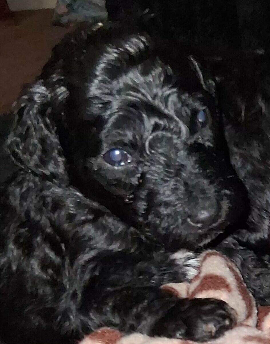 Labradoodles image 1