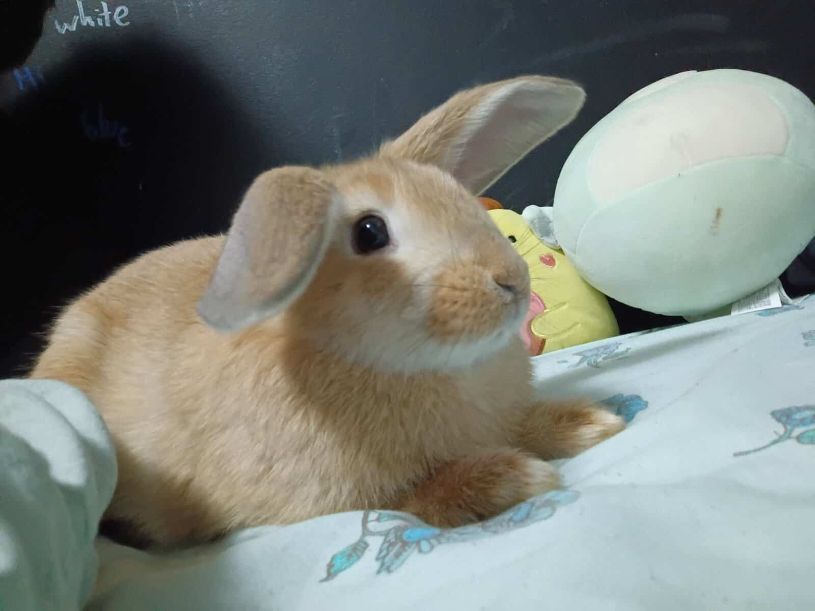 7 month old Rabbit Prada image 2