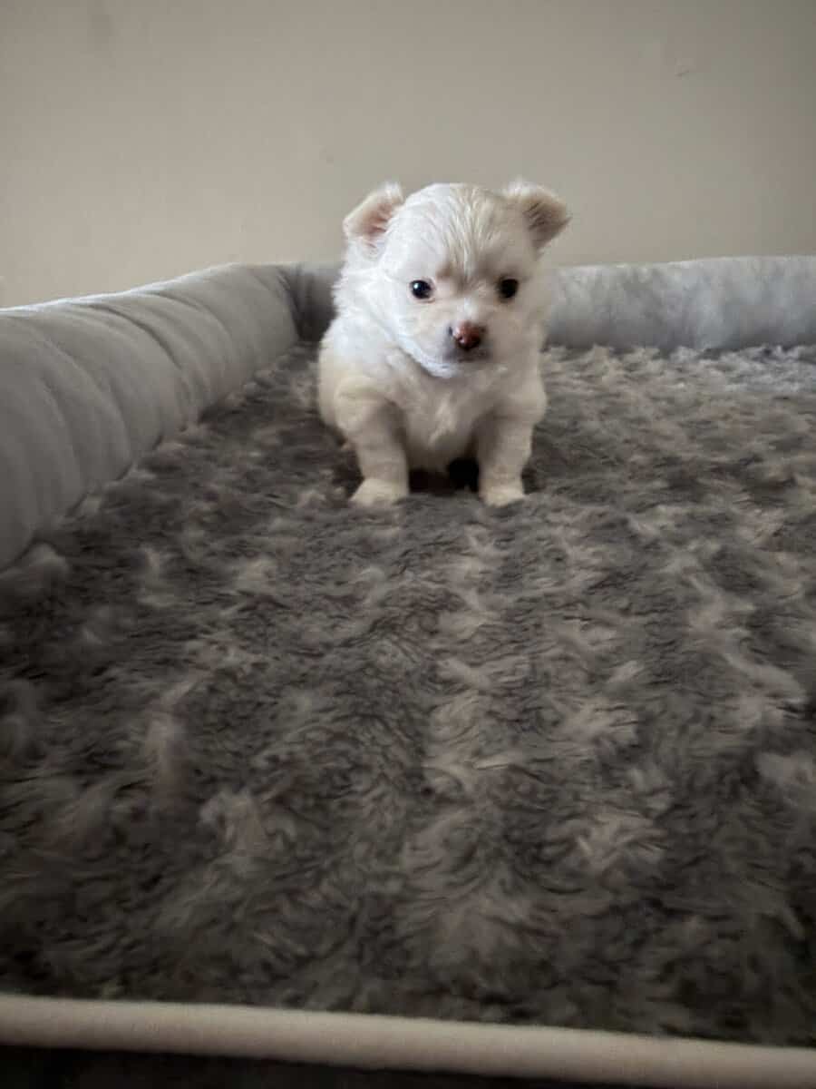 Teddy image 5