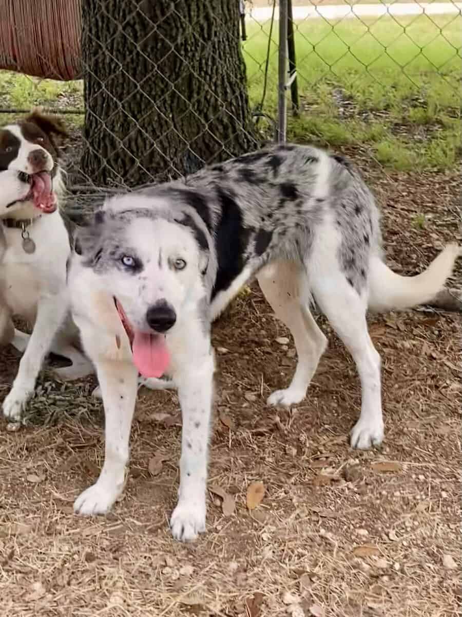 Blue Merle Border Collie - ABCA Male image 2