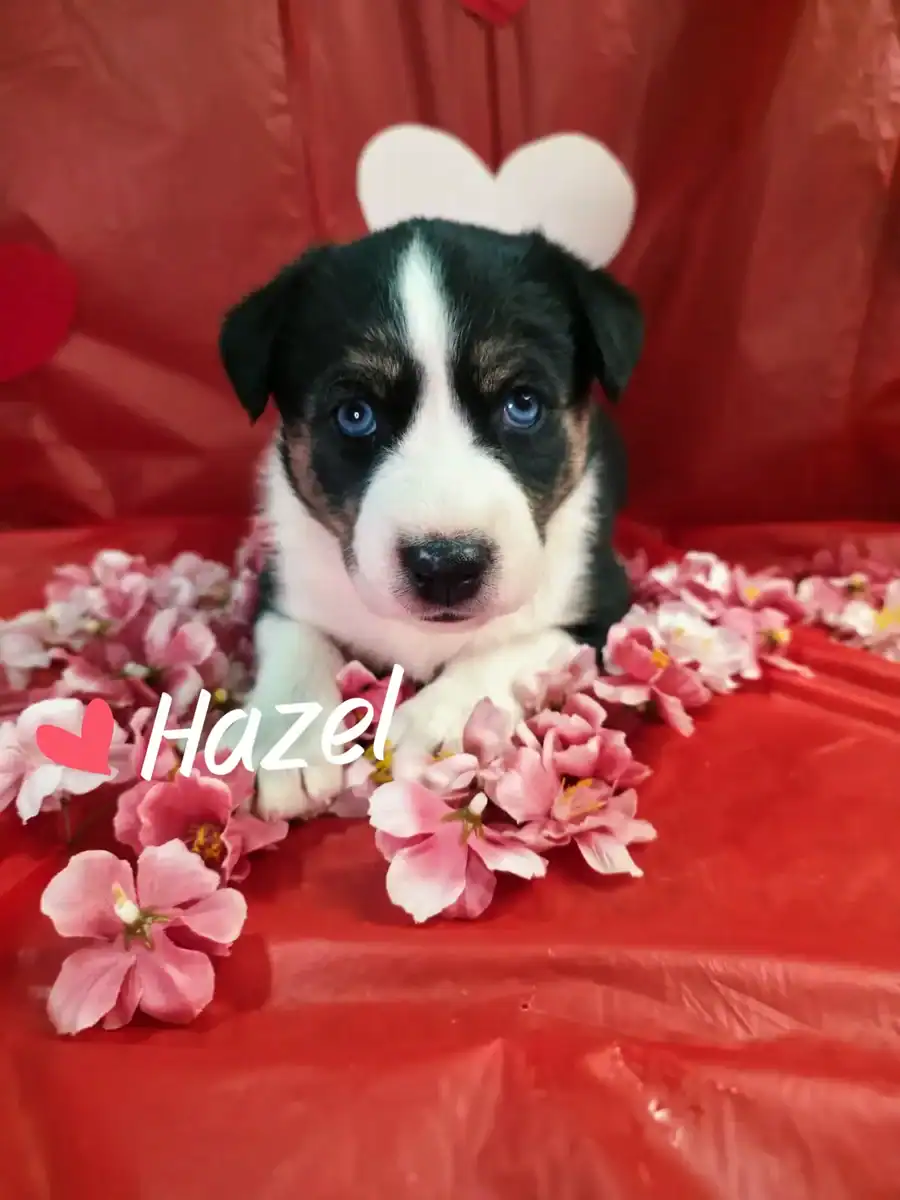 Husky border collie pitbull puppies image 1