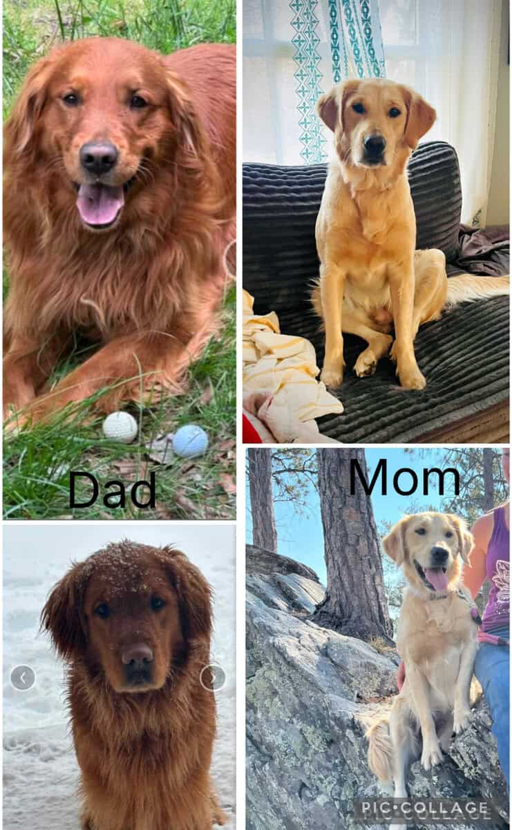3 AKC GOLDEN RETRIEVER PUPPIES image 6