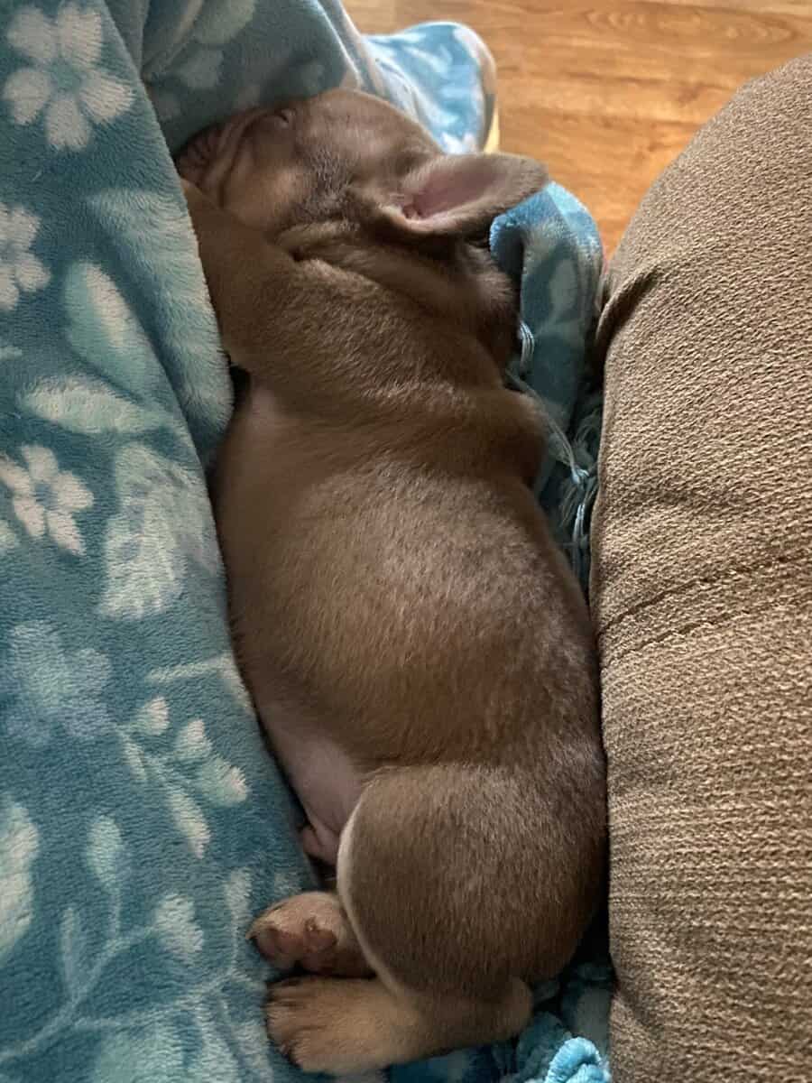 AKC French bulldog pups image 1