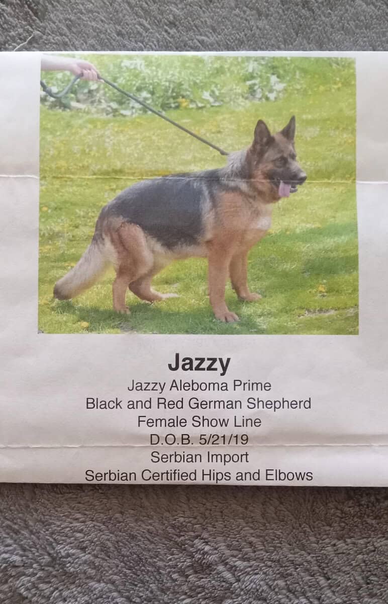 German shepherd puppy image 2