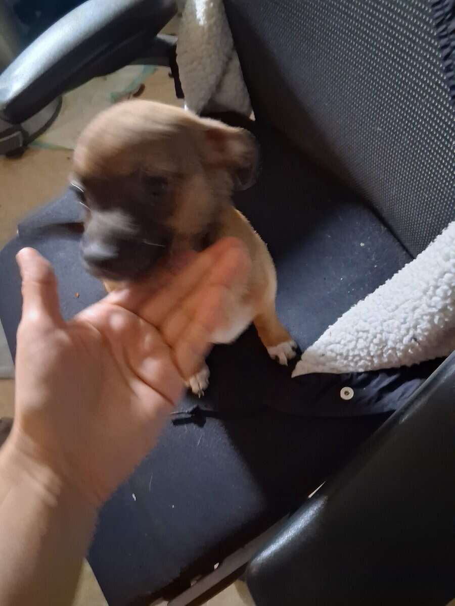 4 puppies image 5