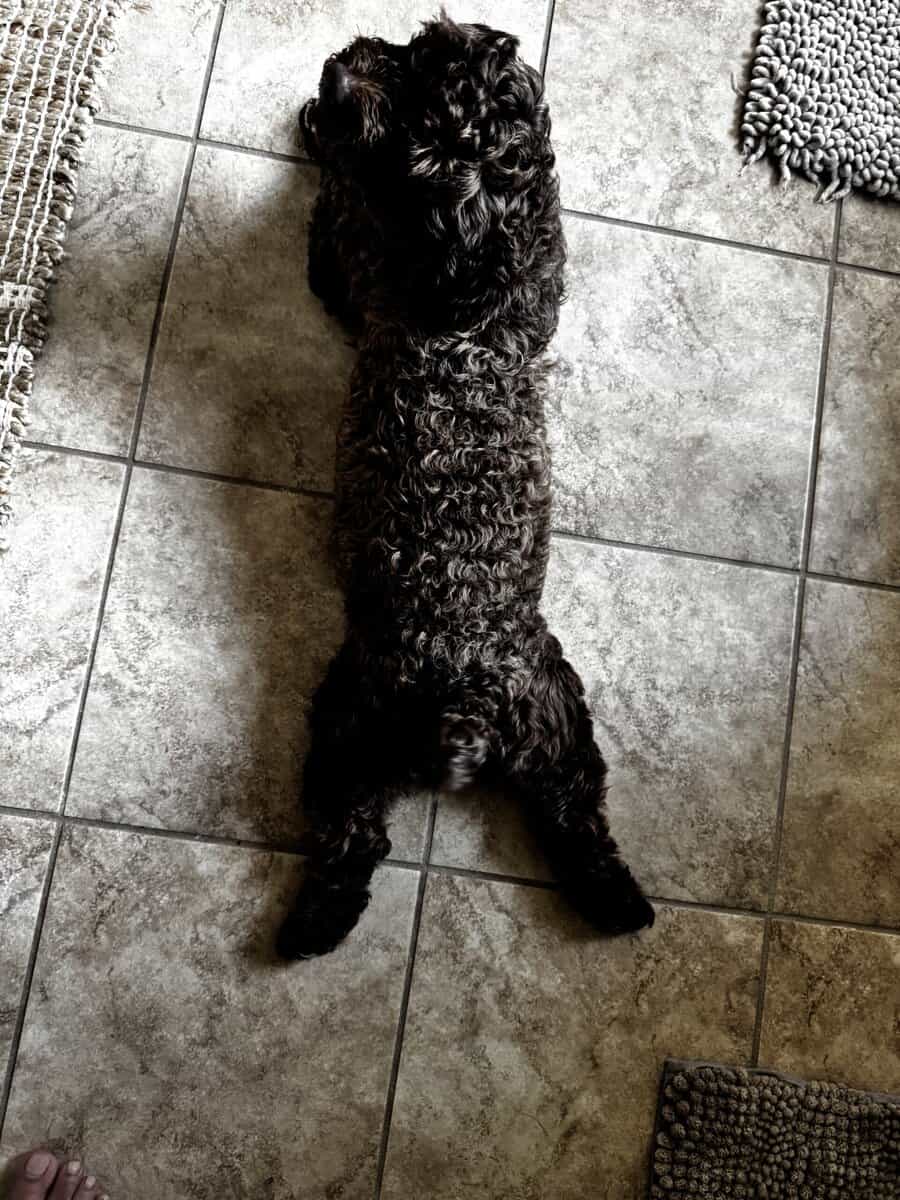 chocolate colored shih poo needs a home image 2