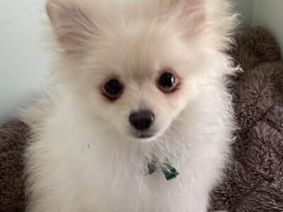 Purebred Pomeranian puppy for sale- Cheshire, CT
