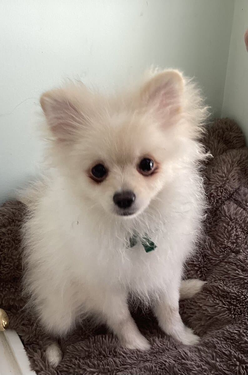 Purebred Pomeranian puppy for sale- Cheshire, CT image 1